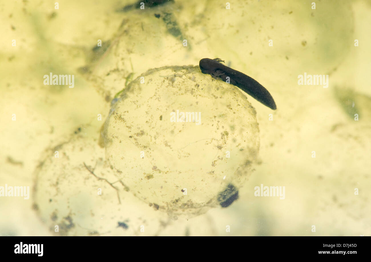 Frog spawn di una rana europea, Rana temporaria, con appena schiuse tadpole Foto Stock
