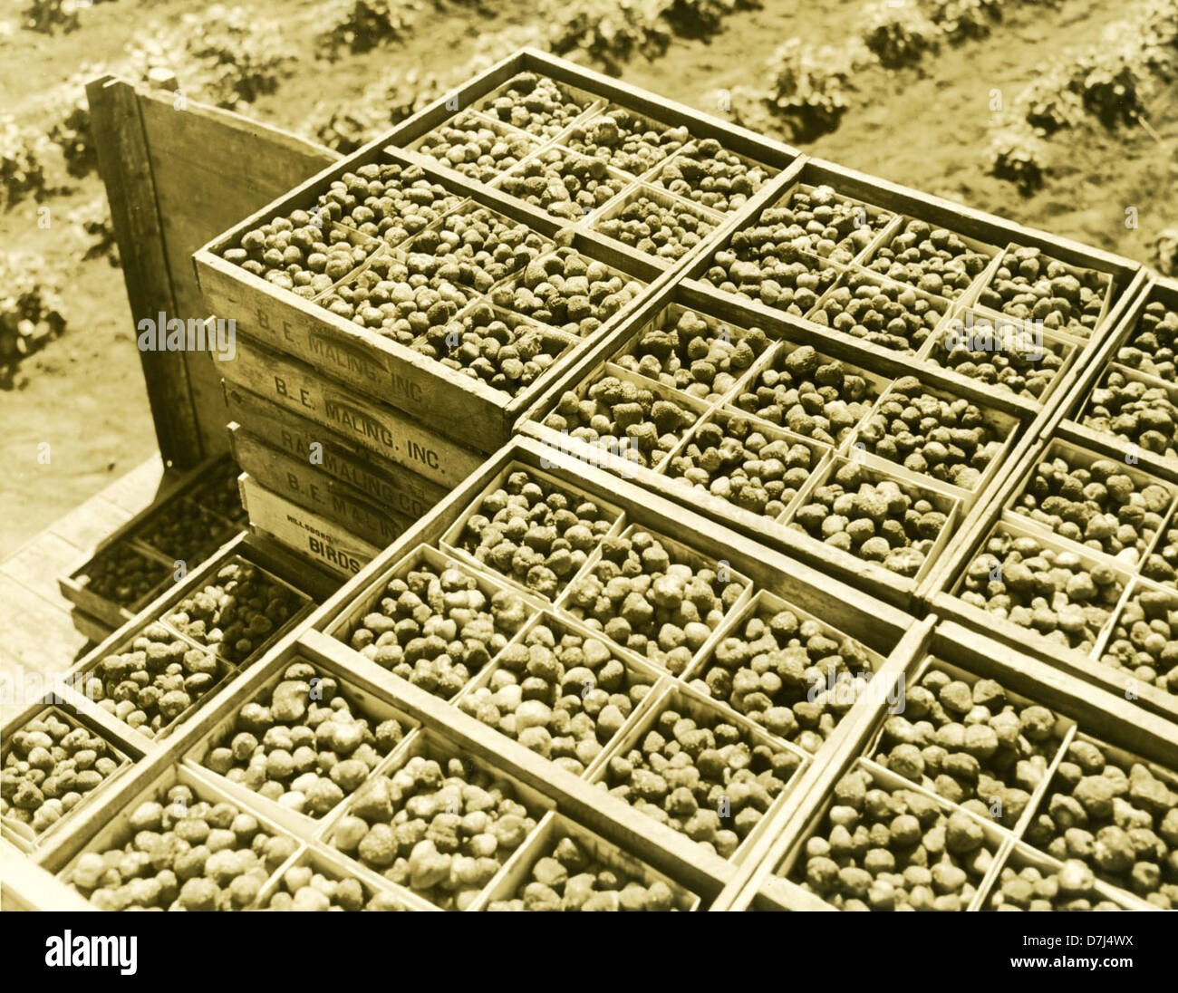Questa immagine mostra scatole di fragole complete, generalmente utilizzate per il trasporto di fragole fresche. L'imballaggio accuratamente organizzato evidenzia l'importanza di un'adeguata conservazione e manipolazione nel settore agricolo per mantenere la qualità della frutta durante la distribuzione. Foto Stock