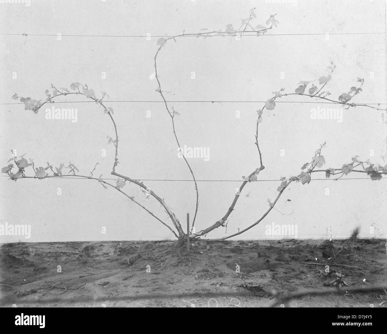 Questa immagine storica raffigura la varietà di uva Eldorado che cresce su un traliccio di filo metallico intorno al 1895. Cattura le pratiche agricole della fine del XIX secolo, riflettendo l'ascesa della coltivazione dei vigneti e il significato della produzione dell'uva in questo periodo. Foto Stock
