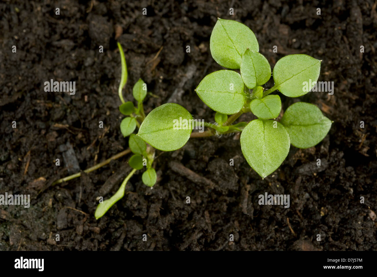 Piantina in via di sviluppo in una giovane pianta di chickweed, Stellaria media, un agricolo annuale e di erbacce da giardino Foto Stock