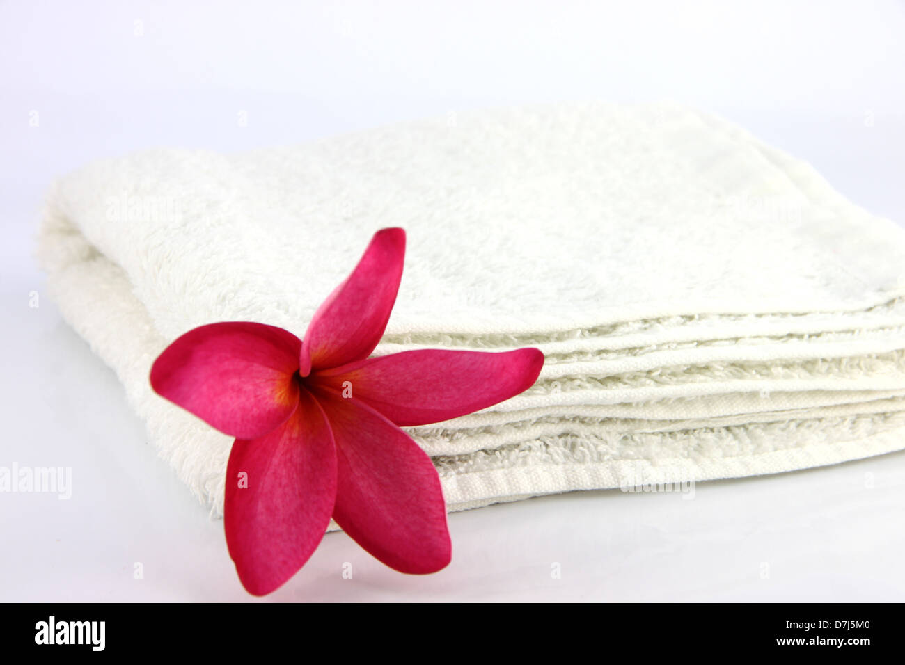 Fiori di colore rosso con asciugamano bianco su sfondo bianco. Foto Stock