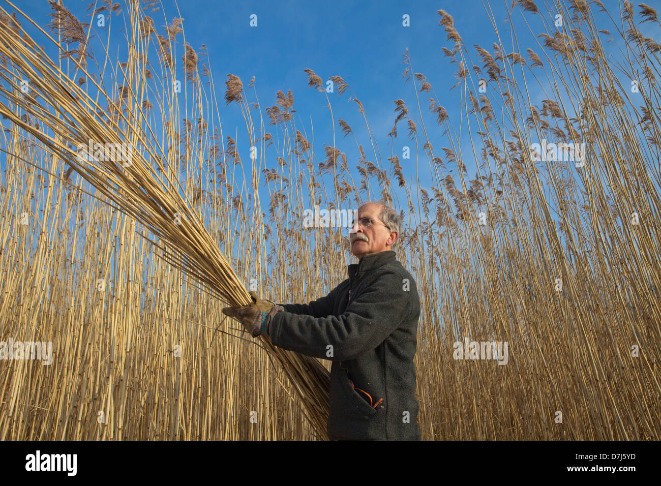 Taglio reed nel parco nazionale di 'de Biesbosch' in Olanda Foto Stock