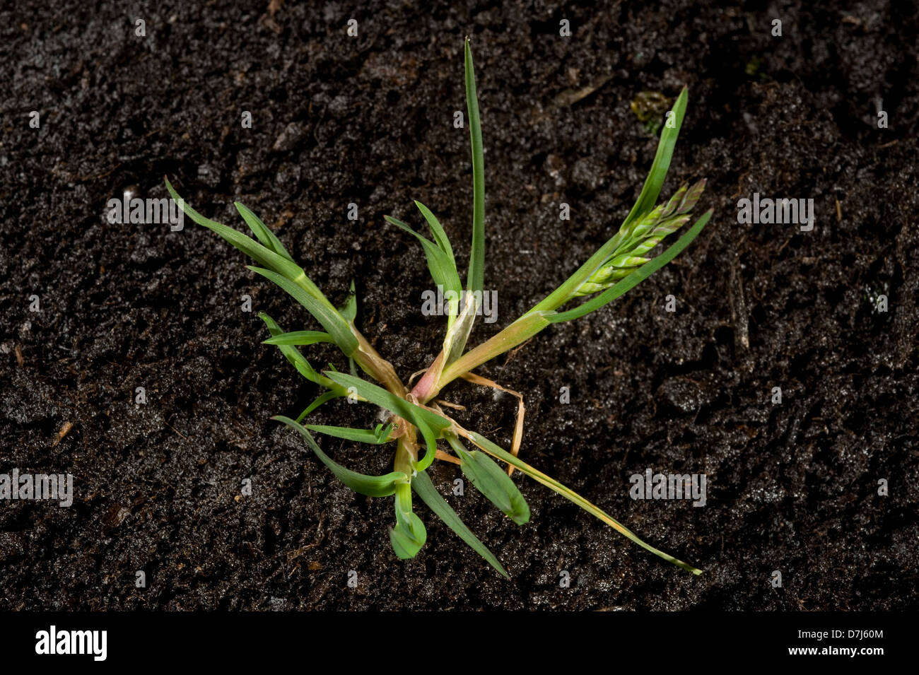 Prato annuale-erba, Poa annua, con fresatrici e fiore nascere, a prostrarsi giardino annuali e agricoltura infestante Foto Stock