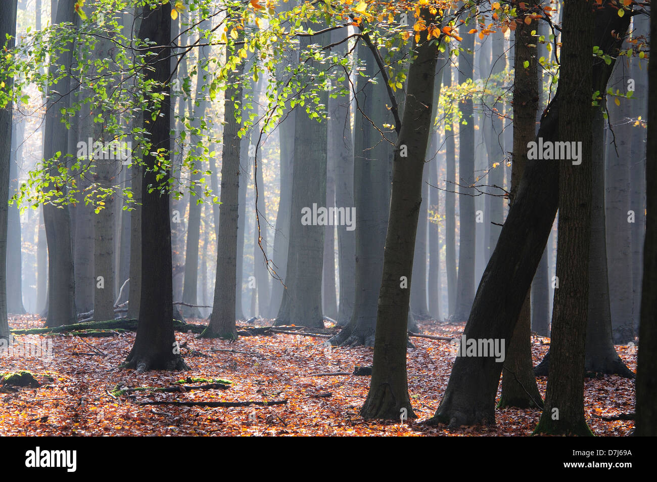Una vista della foresta di Ashridge in legno di faggio nella nebbia Foto Stock