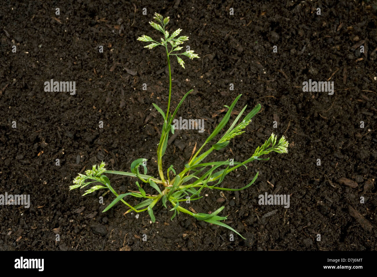 Prato annuale-erba, Poa annua, con fresatrici e fiore in giardino annuali e agricoltura infestante Foto Stock