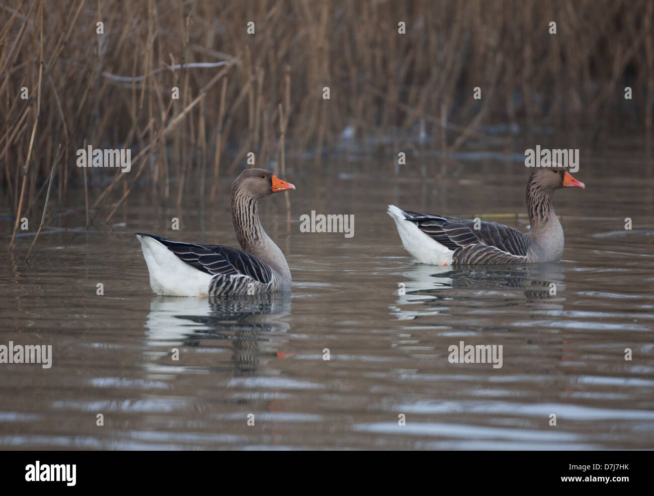 La fauna selvatica nel parco naturale di 'de biesbosch' in Olanda Foto Stock
