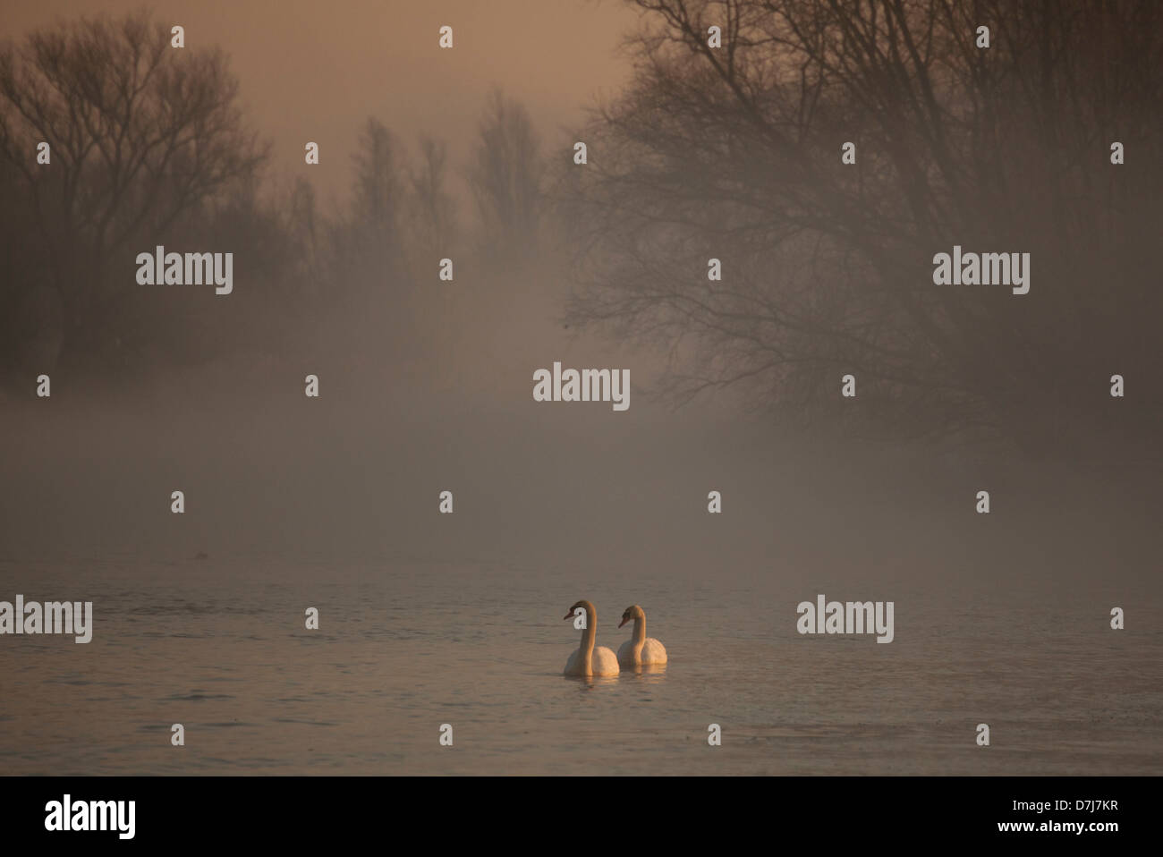 La fauna selvatica nel parco naturale di 'de biesbosch' in Olanda Foto Stock