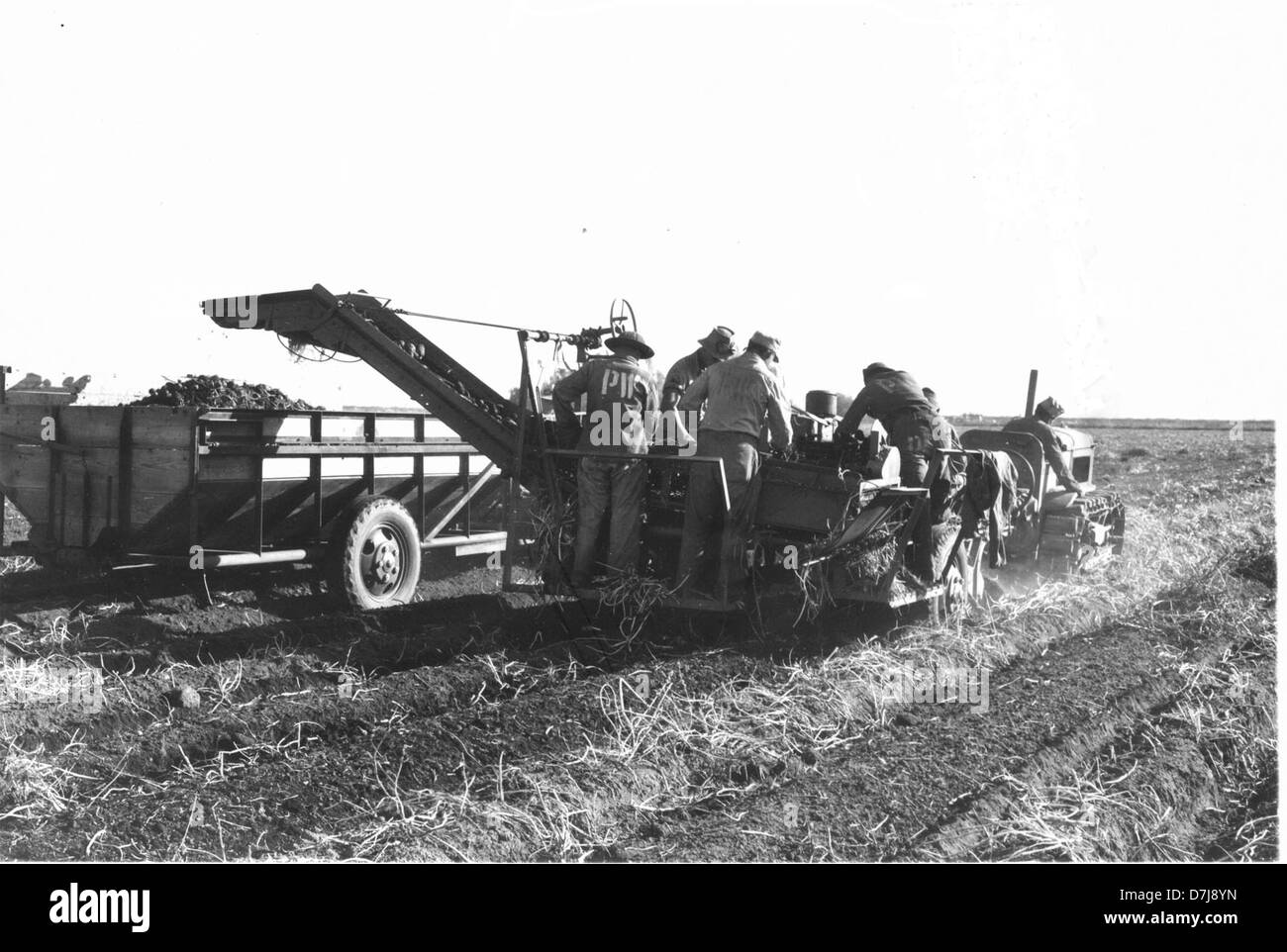 Questa fotografia storica mostra i prigionieri di guerra (prigionieri di guerra) che gestiscono un bulker di patate, riflettendo le dure condizioni e il lavoro richiesto durante la prigionia in tempo di guerra. L'immagine evidenzia le circostanze difficili affrontate dai prigionieri di guerra. Foto Stock