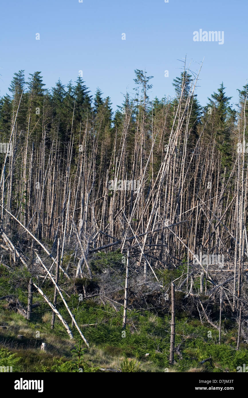 La piantagione di conifere alberi danneggiati da tempeste Orbost Isola di Skye in Scozia Foto Stock