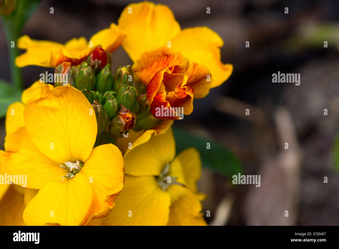 Aperto e chiuso le gemme di colore giallo inglese violaciocca [Erysimum cheiri] Foto Stock