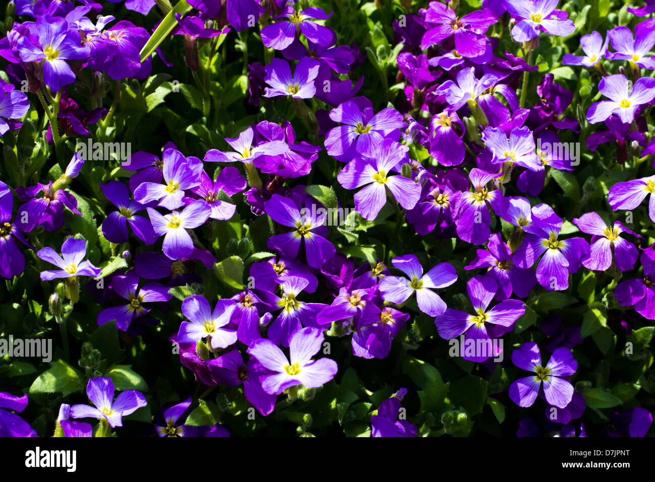 Close up di fiori viola nella primavera del campo. Foto Stock