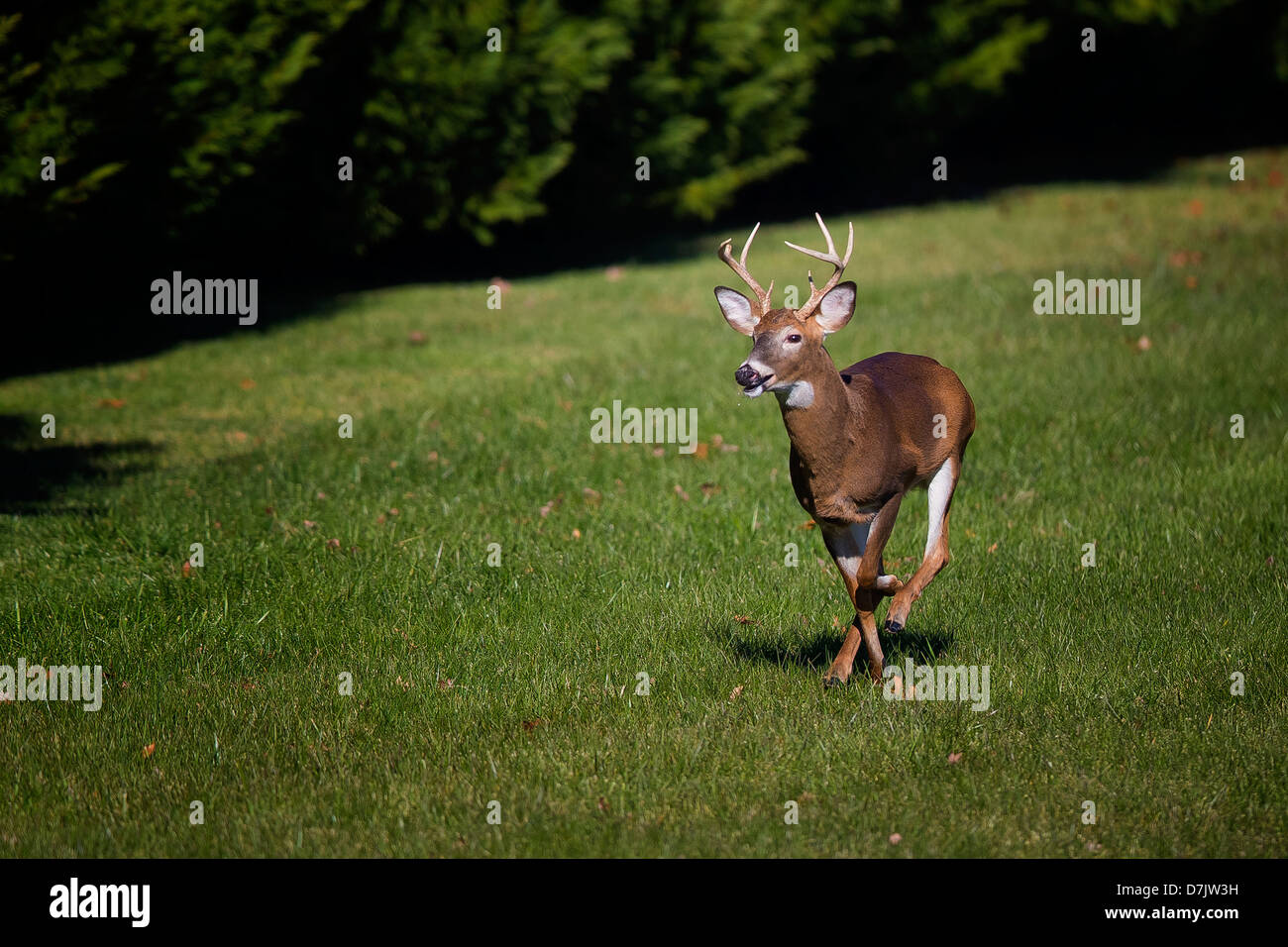 Esecuzione di un bianco-tailed deer buck Foto Stock