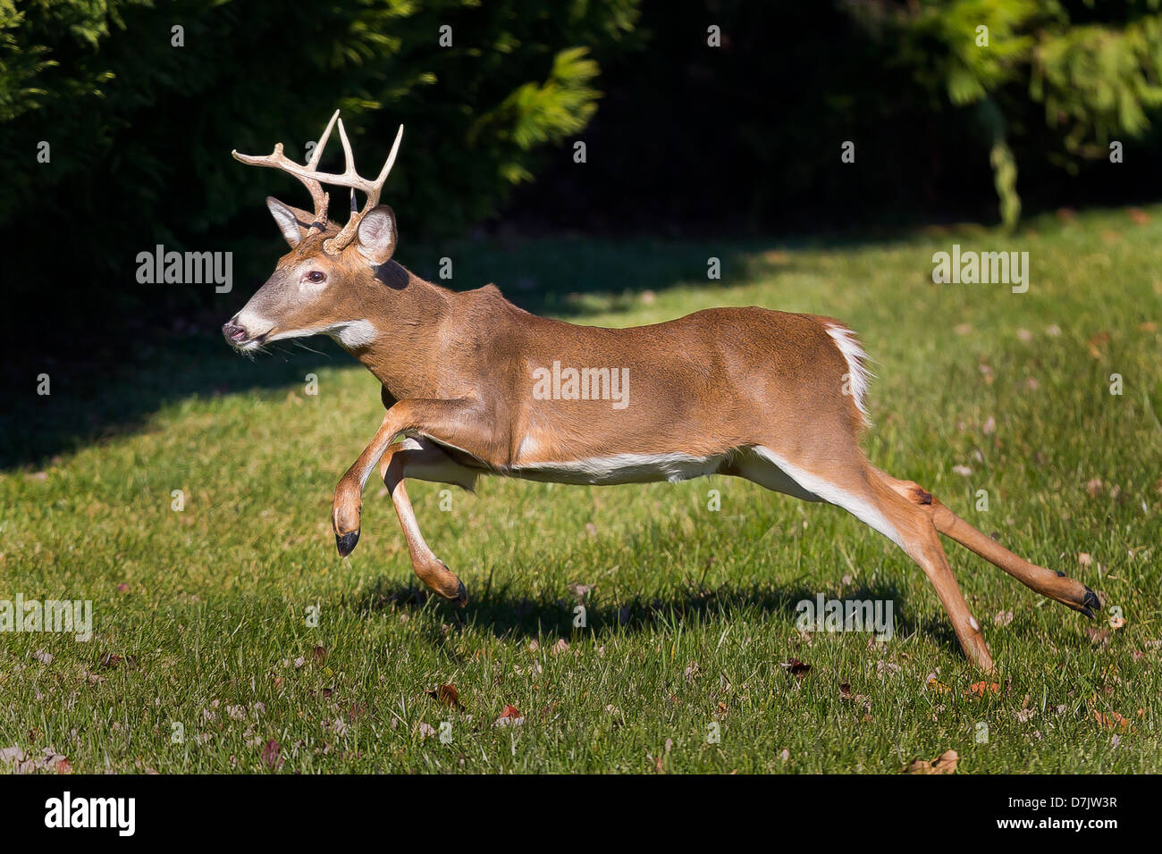 Un white-tailed deer buck in esecuzione Foto Stock