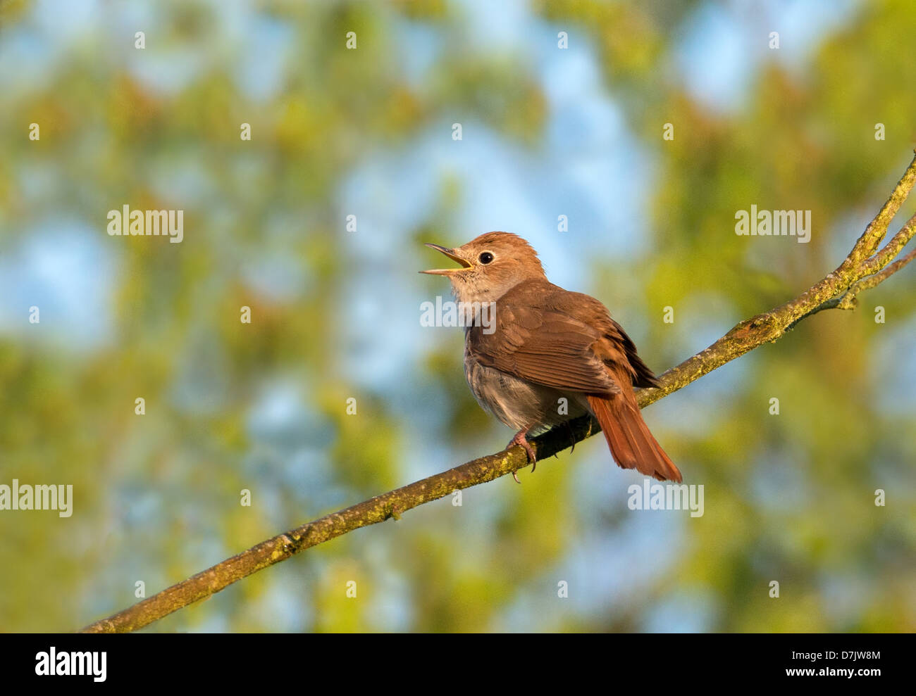 Nightingale, Luscinia megarhynchos nella canzone. Molla. Regno Unito Foto Stock