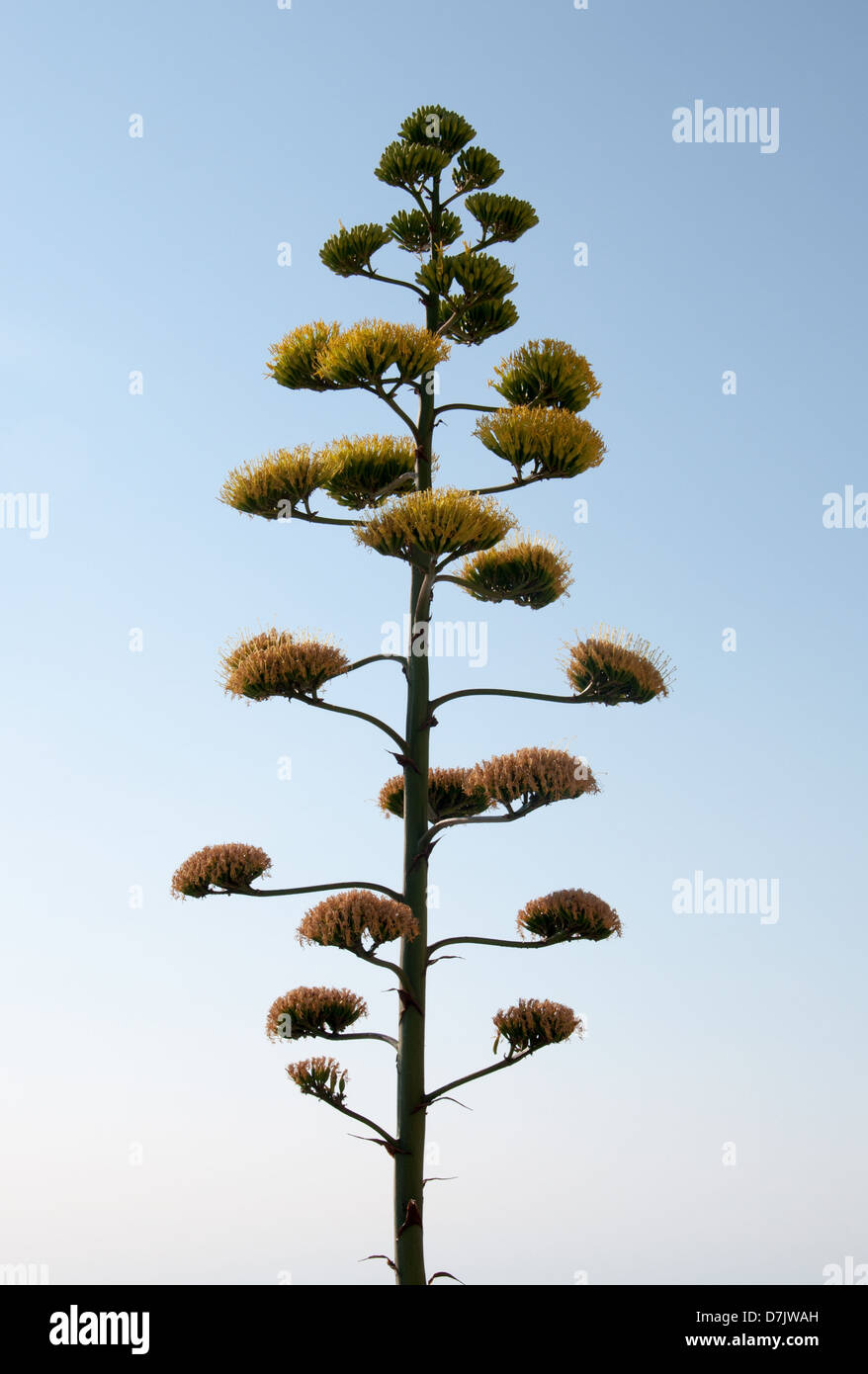 Fioritura agave pianta. Foto Stock