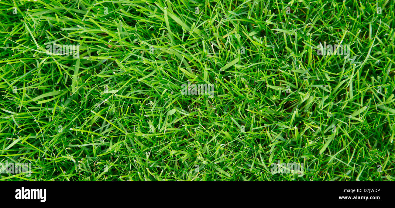 Guardando verso il basso sulla appena falciata coltivato erba. Glenagles campo da golf, REGNO UNITO Foto Stock