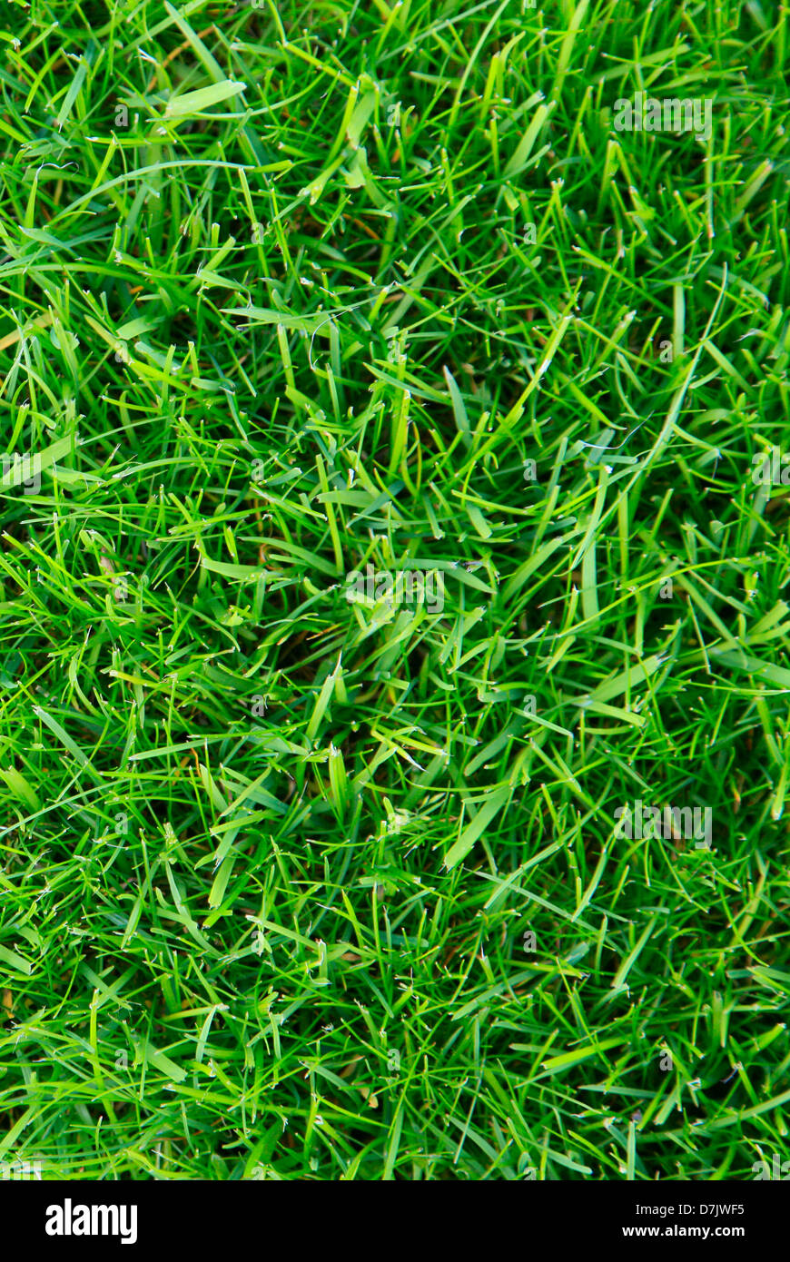 Guardando verso il basso sulla appena falciata coltivato erba. Glenagles campo da golf, REGNO UNITO Foto Stock