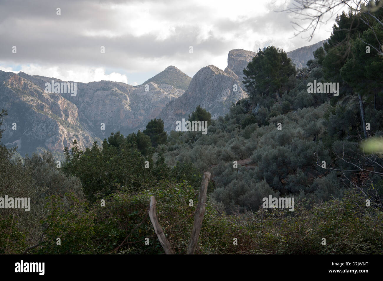 Paesaggio in febbraio, valle di Soller, Maiorca, isole Baleari, Spagna. Foto Stock