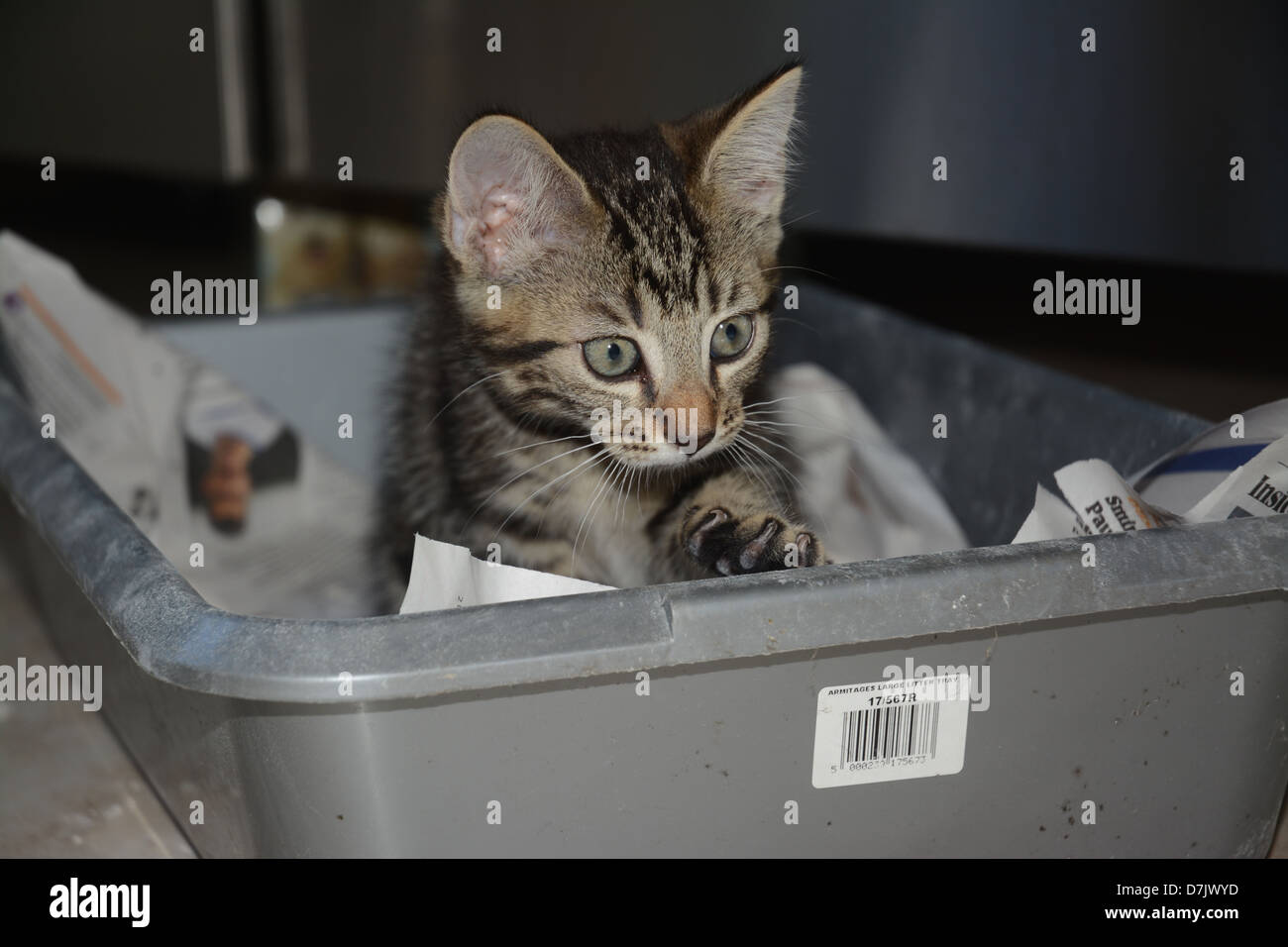 Un giovane tabby gattino nella sua lettiera in plastica vassoio con grandi orecchie Foto Stock