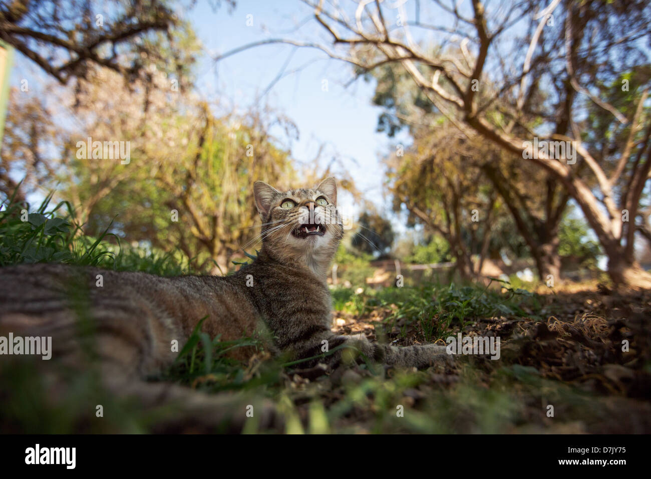 Bruno tabby cat all'aperto sembra fino ad albero nella motivazione della casa Cat sul Kings in Parlier, California Foto Stock