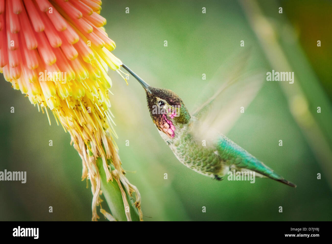 Rosa verde hummingbird alimentando il nettare da fiore Foto Stock