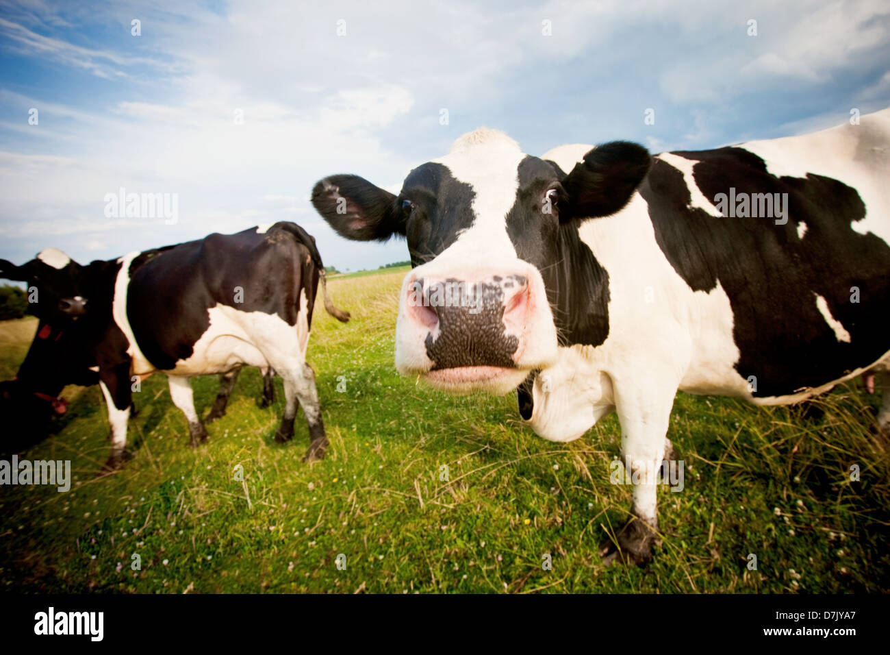 Le mucche in pascolo uno fissando alla telecamera in modo comico Foto Stock