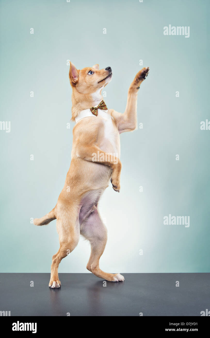 Un Basenji chihuahua cane che indossa il filtro bow tie e in piedi in studio con zampa sollevata nel messaggio di saluto Foto Stock