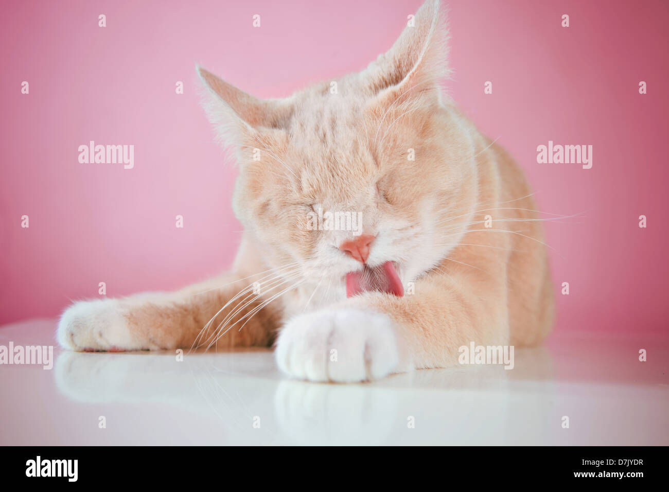 Contenti cat leccare le zampe contro rosa sfondo studio Foto Stock
