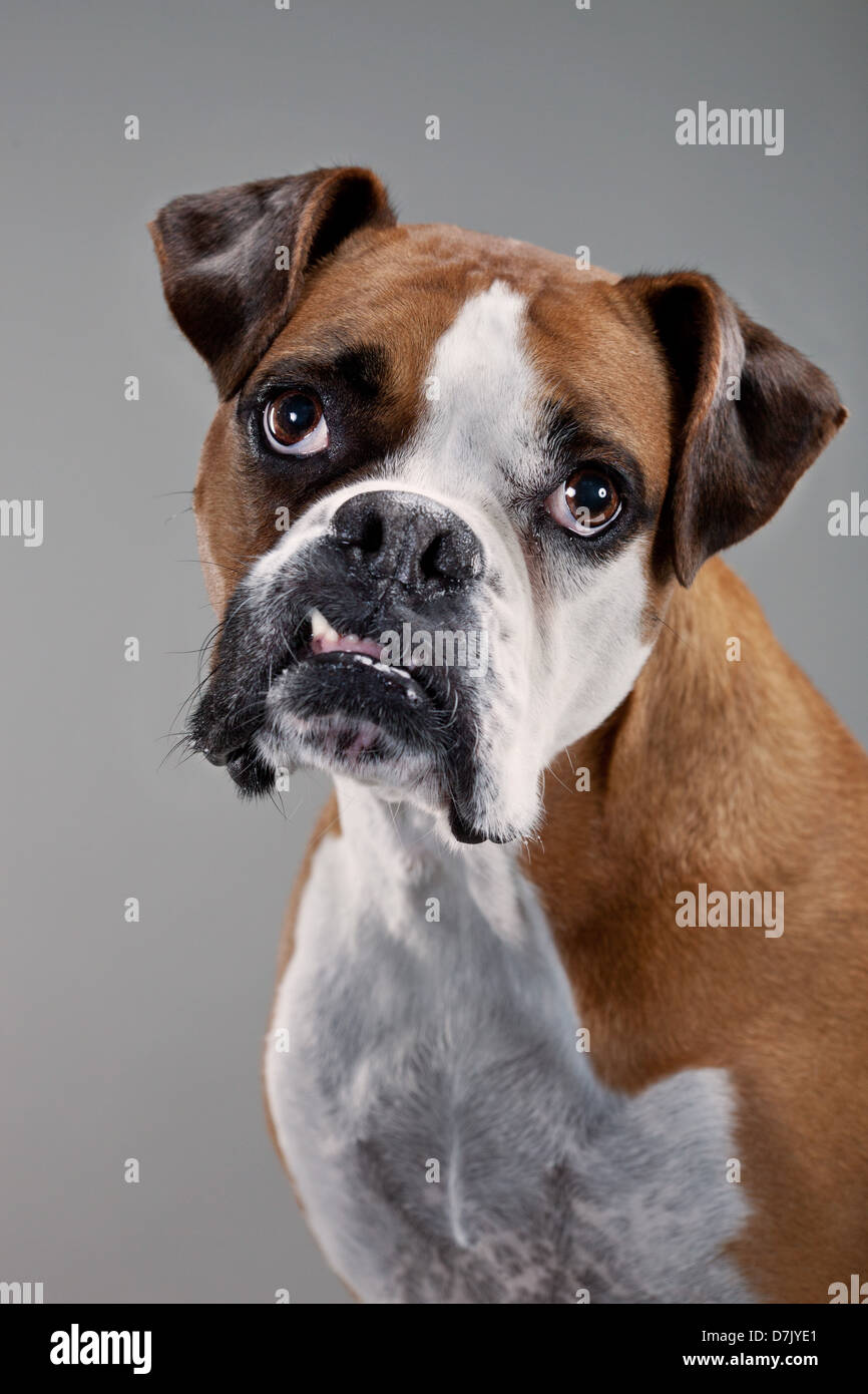 Ritratto di marrone e bianco cane boxer rivolti verso la telecamera in studio Foto Stock