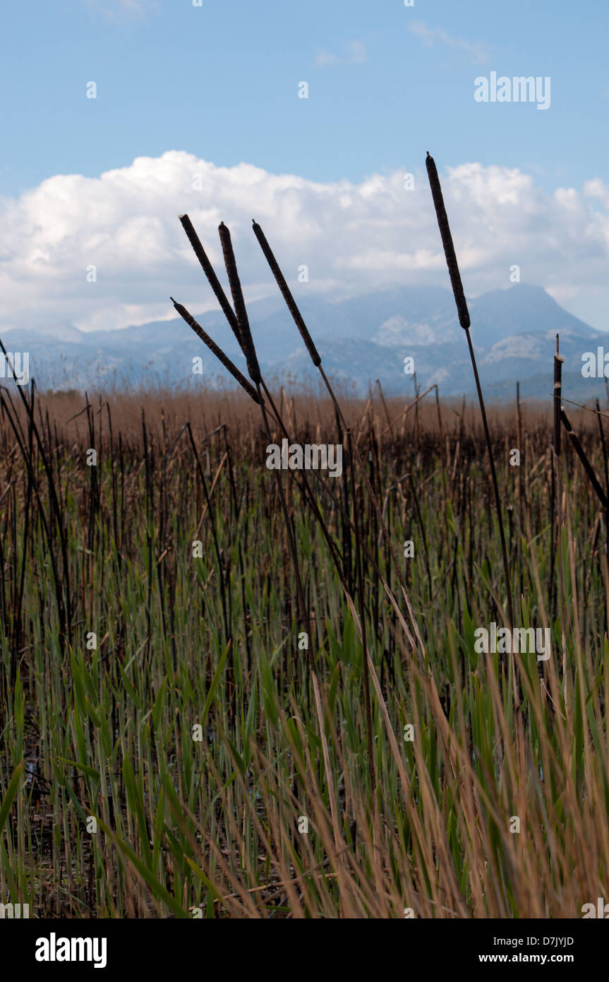 Nero a canne con copia verde spazio. Foto Stock
