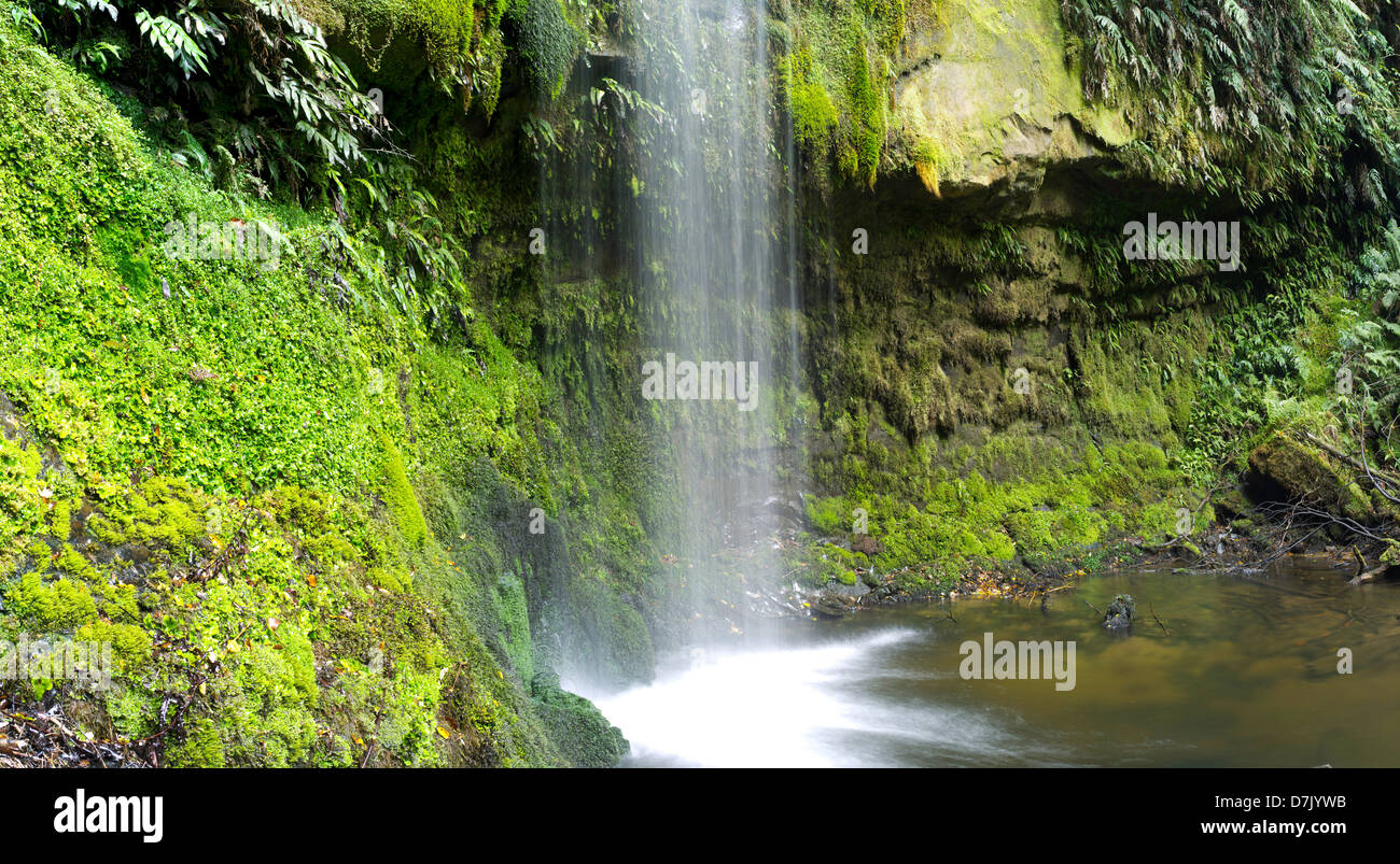 Vista di Koropuku Falls, una piccola cascata fuori dai sentieri battuti, sepolto all'interno della foresta pluviale Catlins Riserva, Otago, Nuova Zelanda Foto Stock