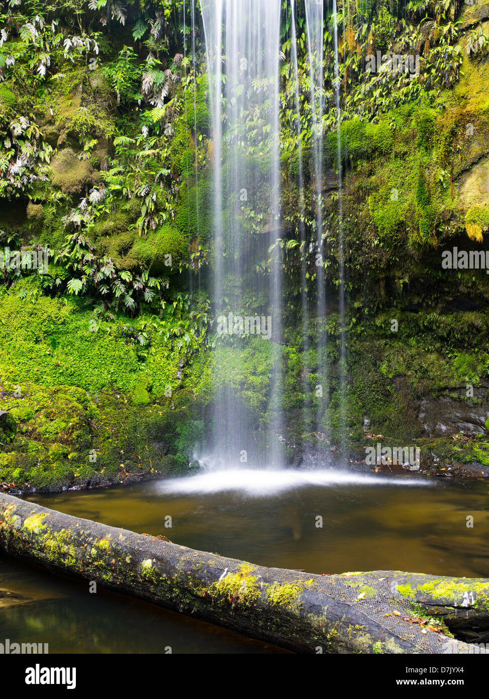 Vista di Koropuku Falls, una piccola cascata fuori dai sentieri battuti, sepolto all'interno della foresta pluviale Catlins Riserva, Otago, Nuova Zelanda Foto Stock