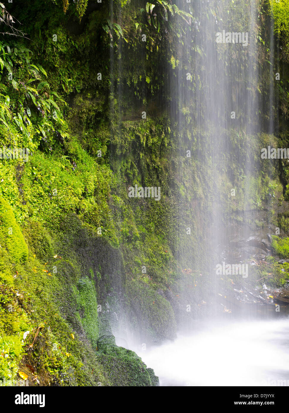 Vista di Koropuku Falls, una piccola cascata fuori dai sentieri battuti, sepolto all'interno della foresta pluviale Catlins Riserva, Otago, Nuova Zelanda Foto Stock