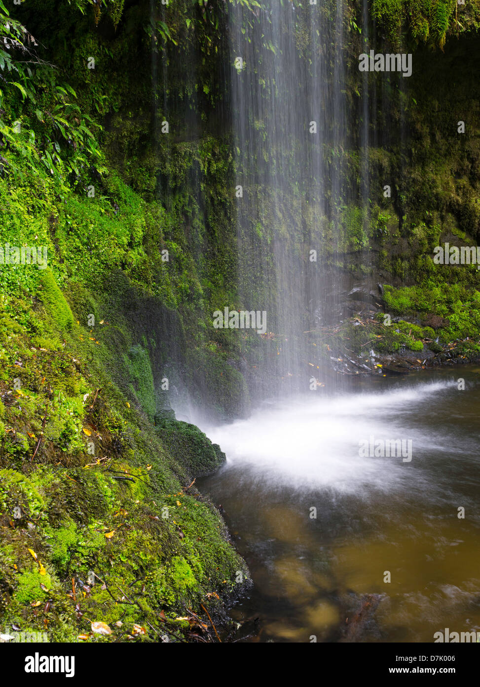 Vista di Koropuku Falls, una piccola cascata fuori dai sentieri battuti, sepolto all'interno della foresta pluviale Catlins Riserva, Otago, Nuova Zelanda Foto Stock