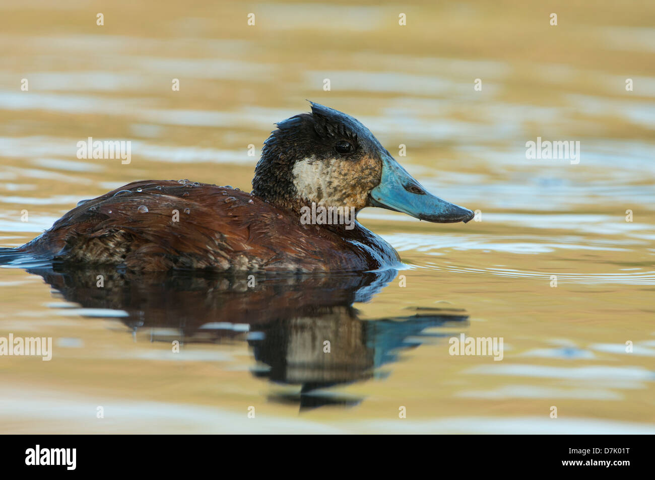 Ruddy duck (Oxyura jamaicensis), White Rock Lake, Dallas, Texas Foto Stock