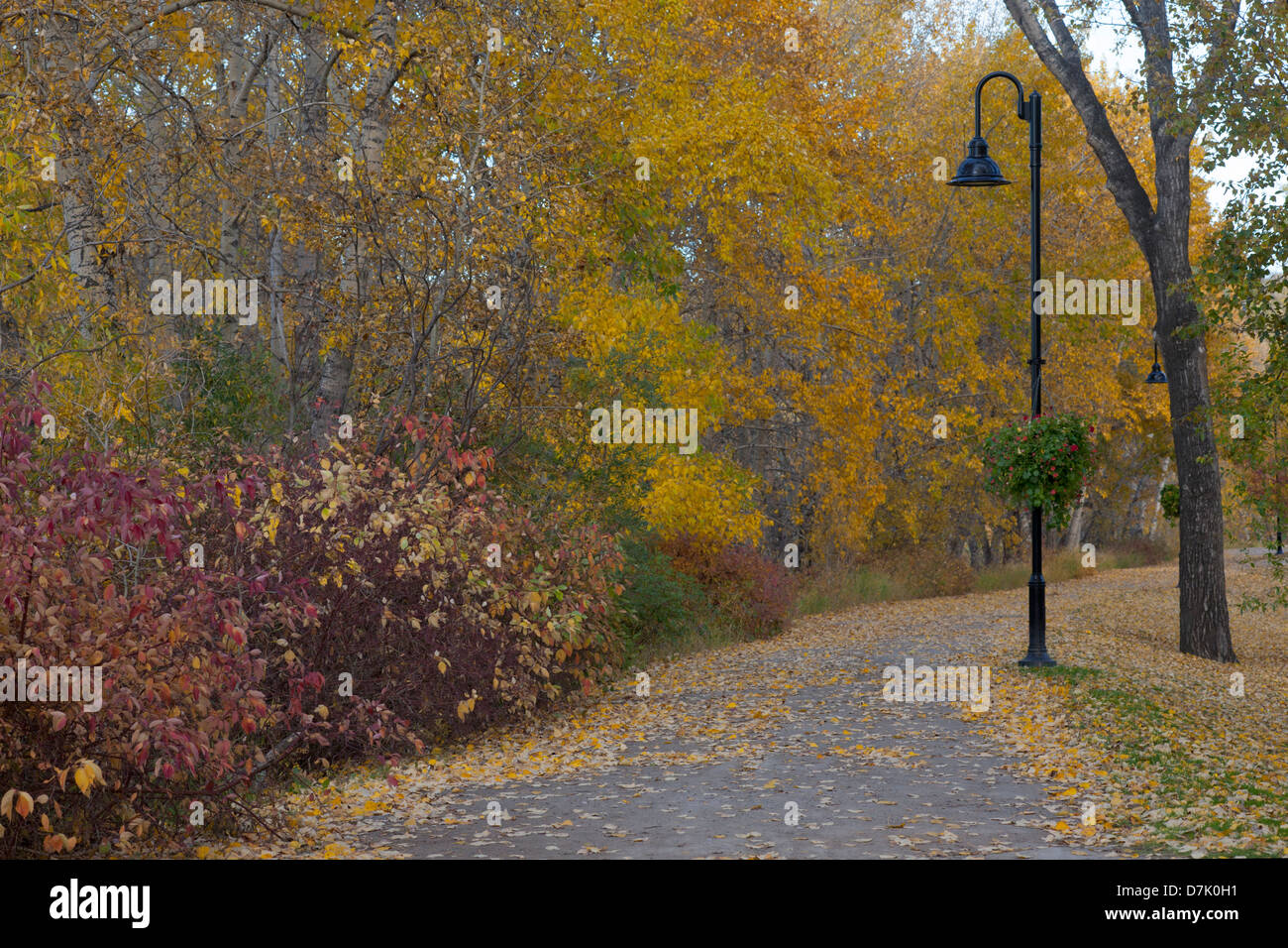 Colori autunnali lungo il Trans Canada Trail nel Prince's Island Park, Calgary Foto Stock