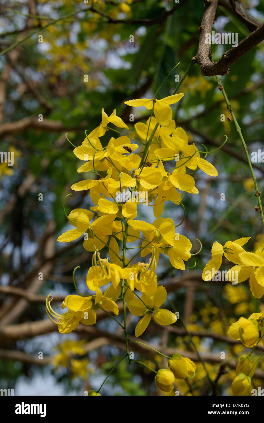 Cassia fistola flower ( Vishu Kani fiori Konna ) blossom sul golden shower tree a Kerala India Foto Stock