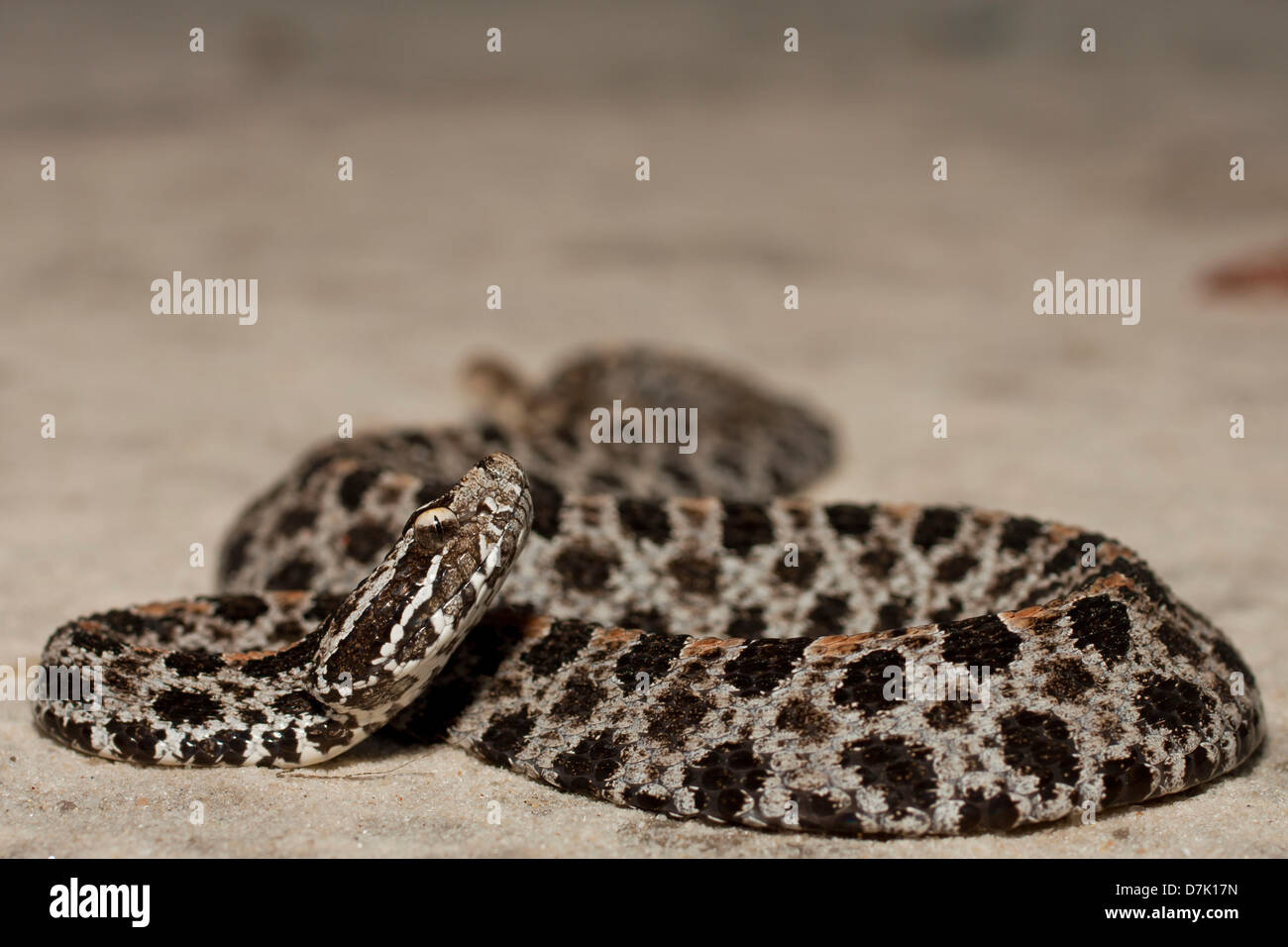 Vista ingrandita di un pigmeo dusky rattlesnake - Sistrurus miliarius barbouri Foto Stock