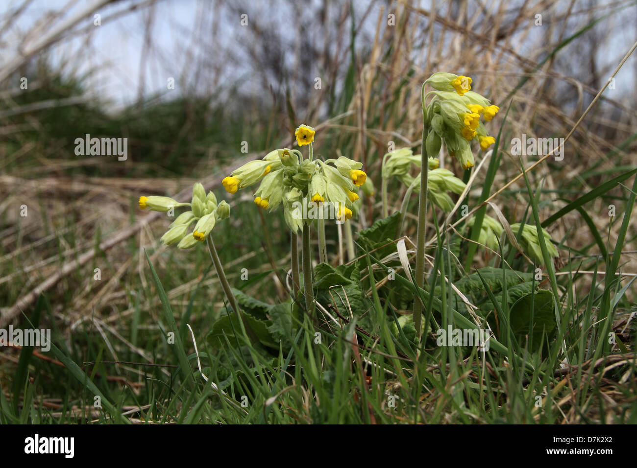 Gruppo di Cowslip fiori. Foto Stock