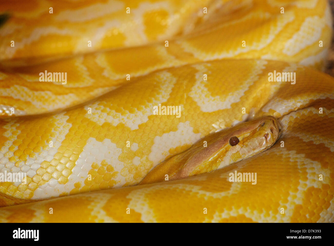 Un giallo Anaconda snake a riposo. Foto Stock