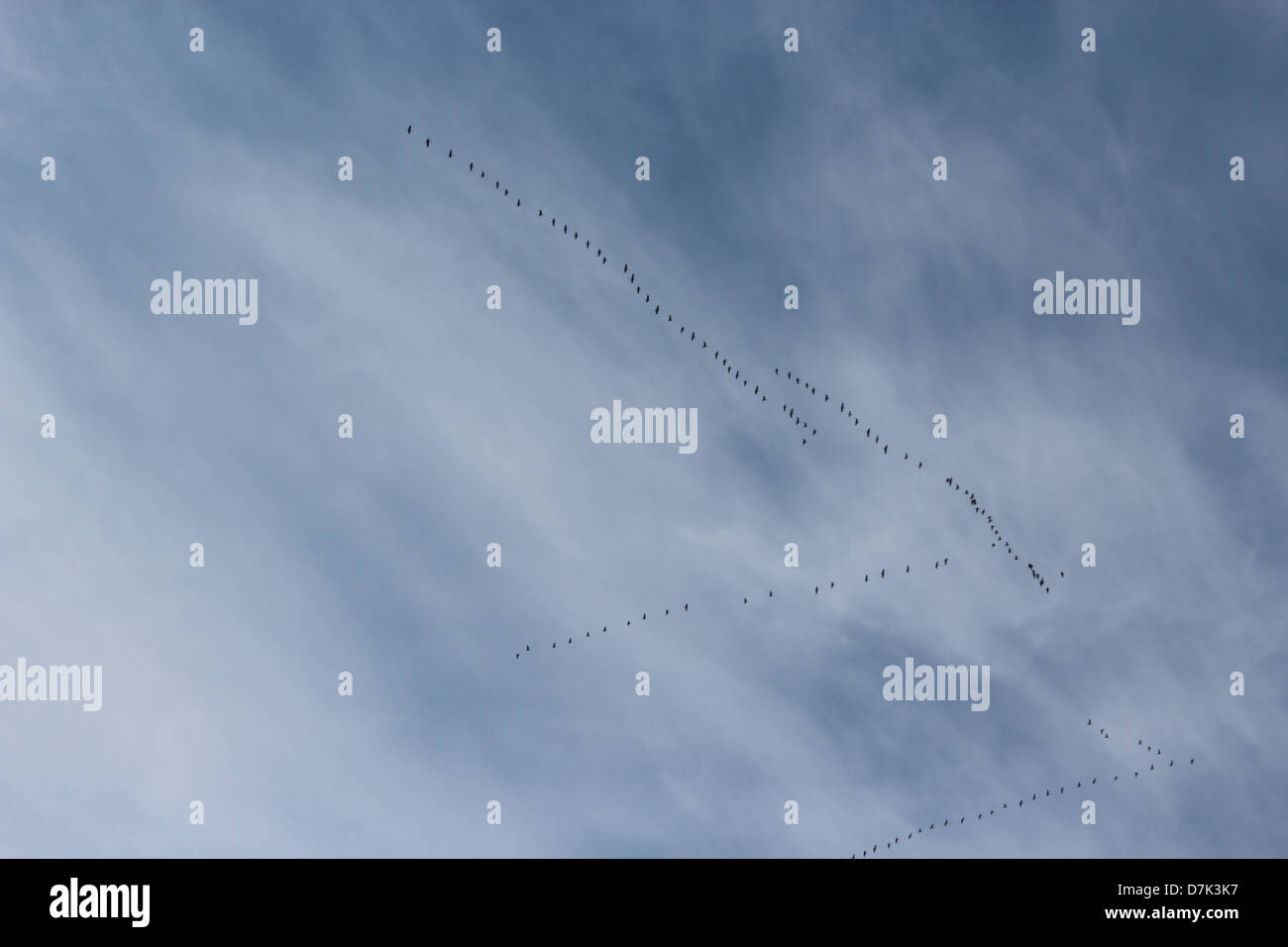 Lo sfondo con il bel cielo azzurro uccelli in volo Foto Stock