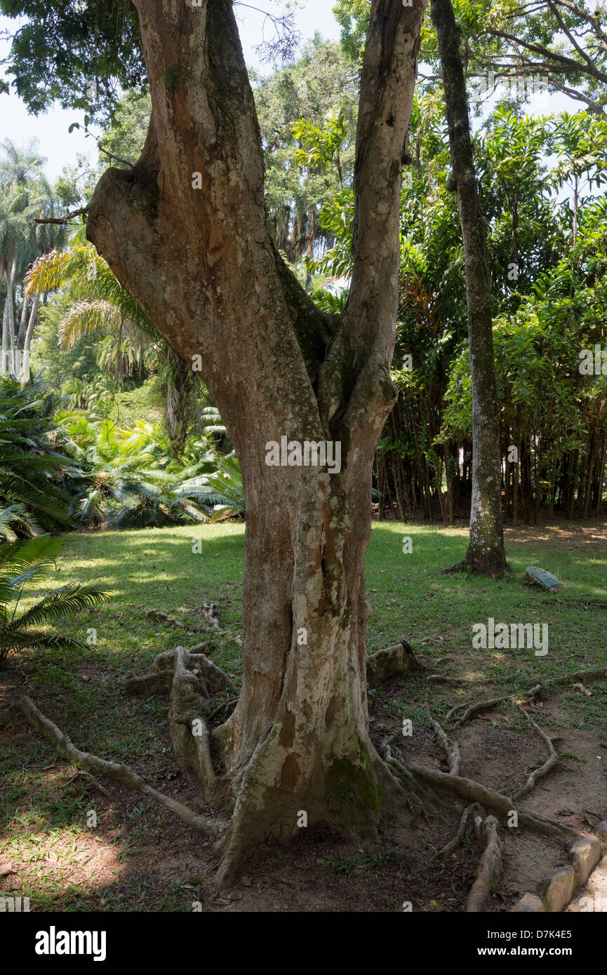 Pau Brasil (Caesalpinia echinata), famiglia Fabaceae, Rio de Janeiro Giardini Botanici, Brasile Foto Stock