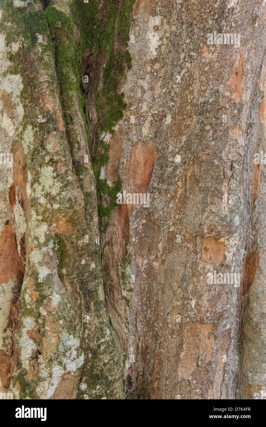 Pau Brasil (Caesalpinia echinata), famiglia Fabaceae, Rio de Janeiro Giardini Botanici, Brasile Foto Stock