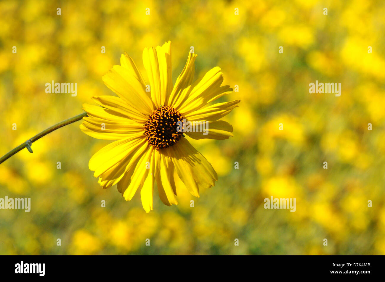 Primo piano di un giallo margherita con un fuori fuoco sfondo. Formato orizzontale. Foto Stock