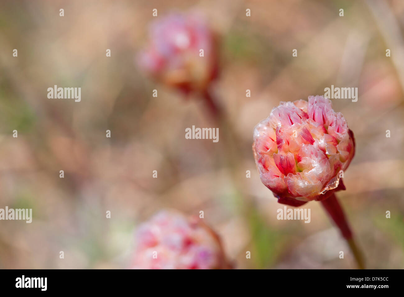 Fiore di parsimonia Foto Stock