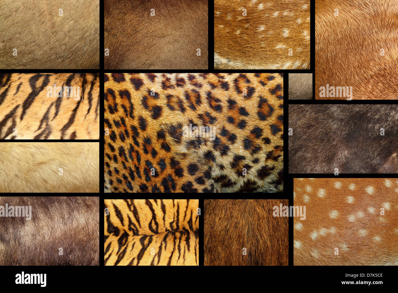 Raccolta di texture naturali - animali pelliccia Pellicce Foto Stock