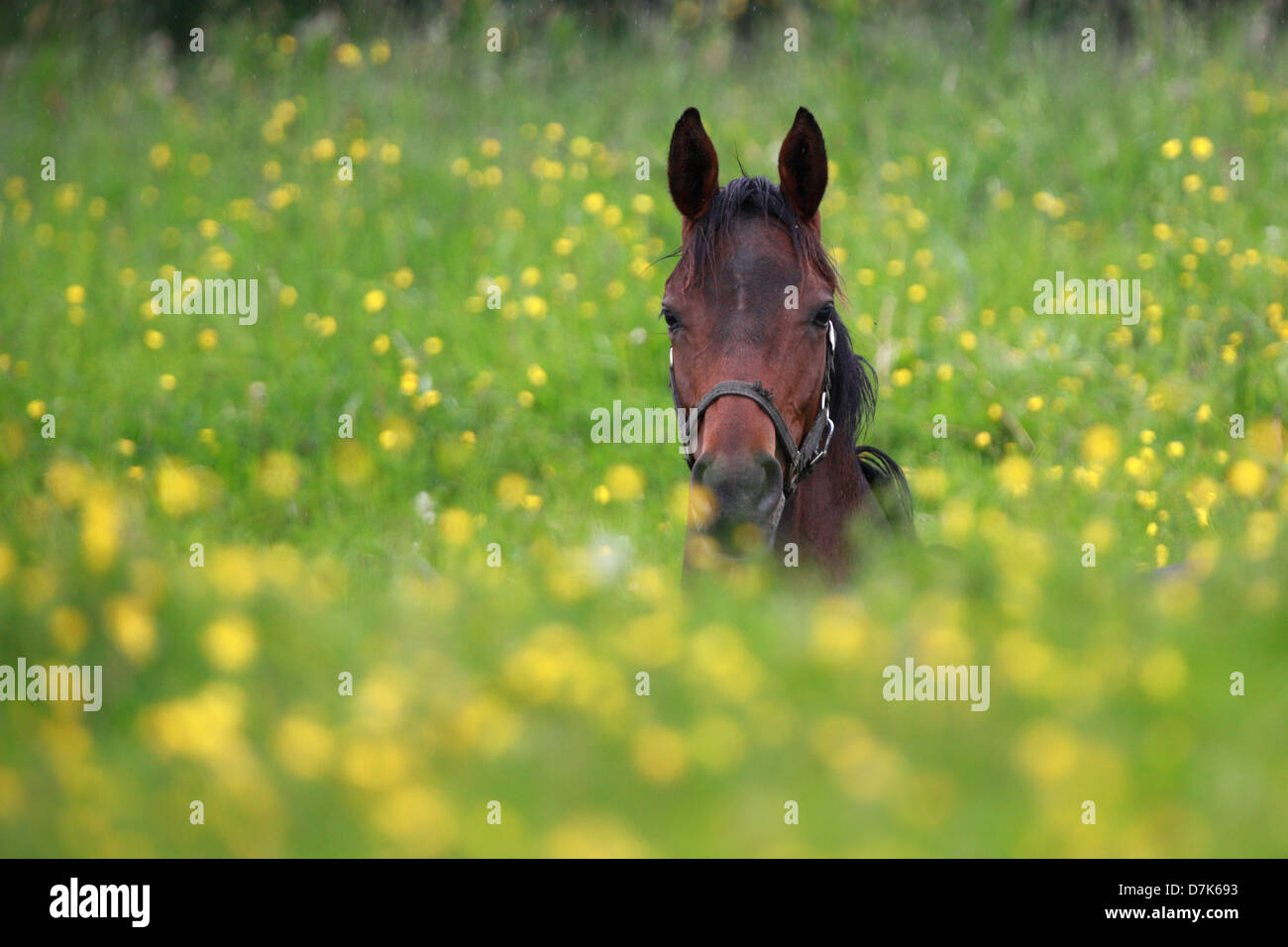 Graditz, Germania, cavallo è da solo nel mezzo di un prato di fiori Foto Stock