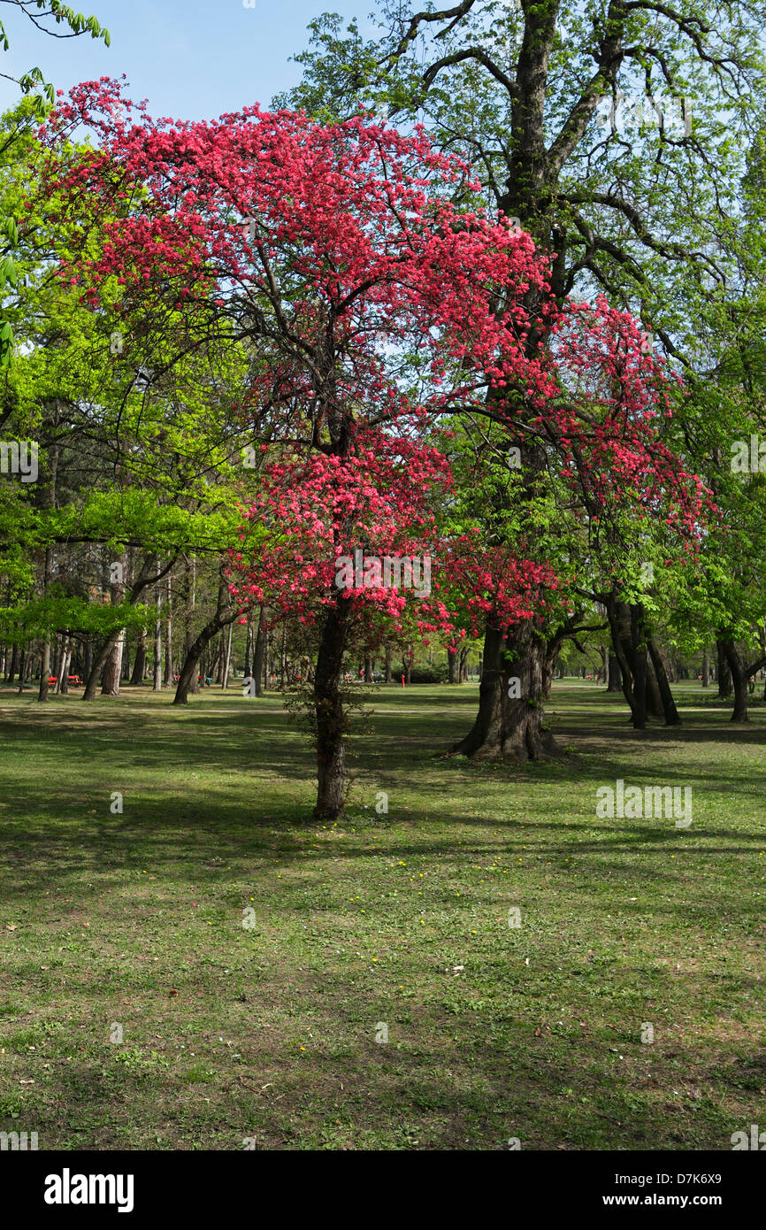 Il parco sull isola di Margaret, Budapest con alberi in fiore, molla Foto Stock
