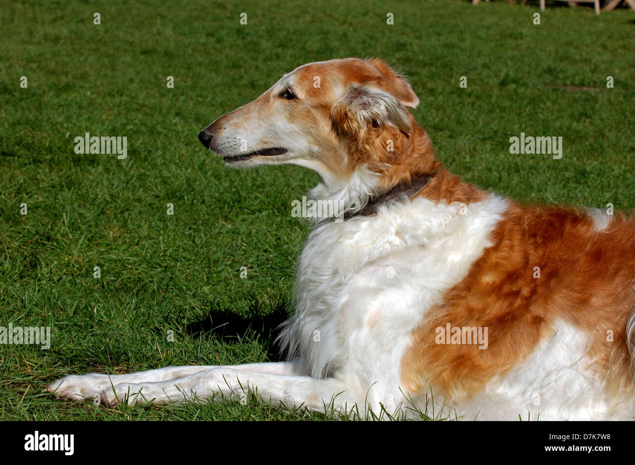 Cane, Barsoi, Barzoi, Greyhound Foto Stock