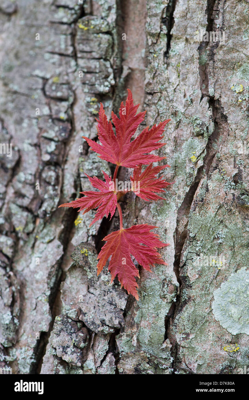 Acer Saccharum. Lo zucchero acero corteccia e foglie. L'acero di Rock Foto Stock